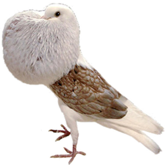 Voorburg shield cropper Pigeon